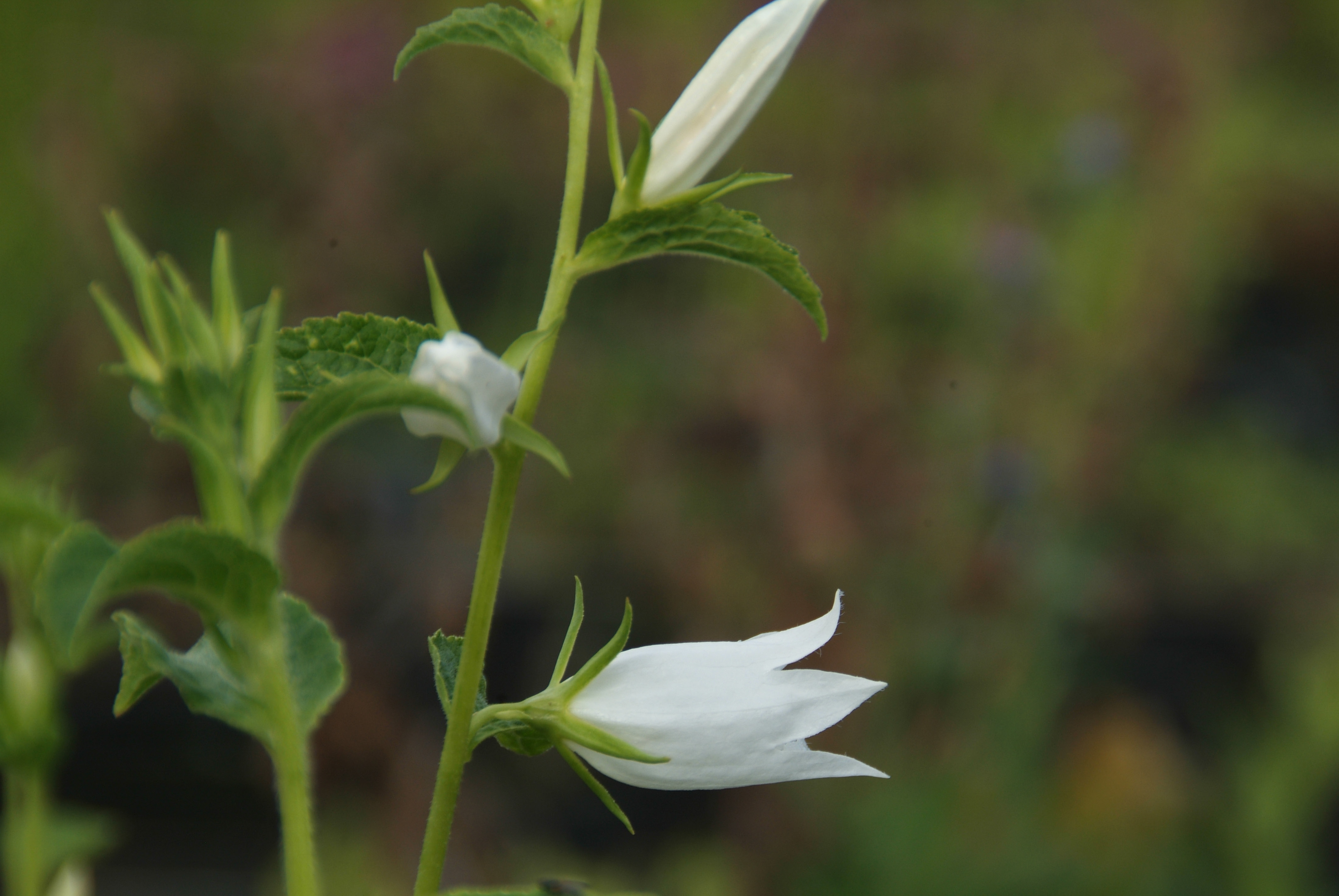 Campanula latifolia 'Alba' Breed klokje bestellen